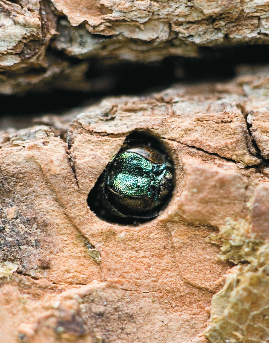 Texas A&M Forest Service tweet media