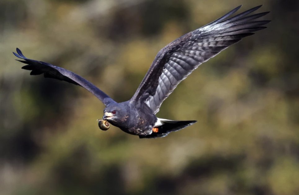 Biscayne Times tweet media