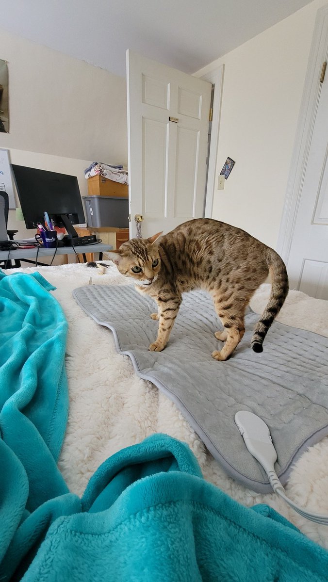 Hey! Who turned my pad off!!
Hunkering down in the storm, Cokes living the pad life 😹 (or trying to anyway ha!)

#catsoftwitter #cats #bengalcat
#meowpositive2026