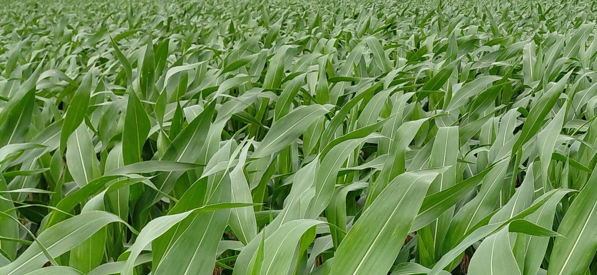 HZurbrigk's tweet photo. MAÍZ DON MARIO 2773 Seguimos esperando buenas lluvias, desde el 18/2 post anterior de este 🌽 a hoy 23/2 recibimos 14mm más, osea sumamos 26mm en lo que va de febrero, todavía aguanta, pero todo tiene un límite 🙏🌧
Fotos tomadas 23/2/26 Seguimos, Soriano 🇺🇾 https://t.co/hZyzcliaBA
