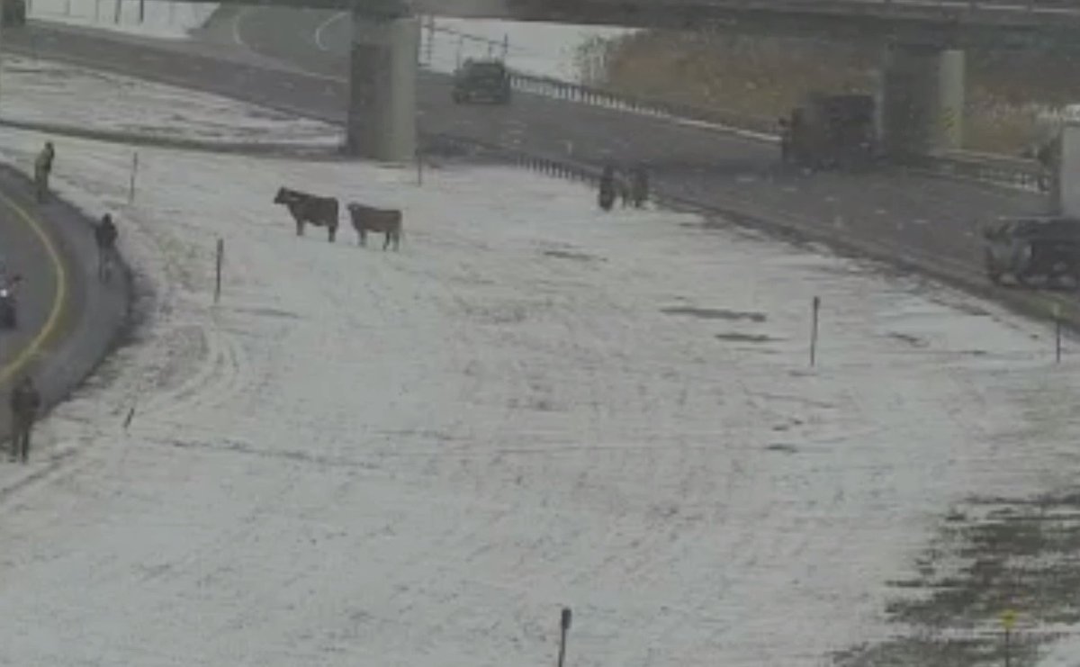 NYSThruway's tweet photo. Meanwhile in Buffalo...There are several cows on the loose on I‑90 near exit 56 (Blasdell), and authorities are working to safely corral them. Drivers in the area should expect delays and consider alternate routes. Please stay alert and travel safely. Thank you for your patience. https://t.co/g1i1cBRM1x