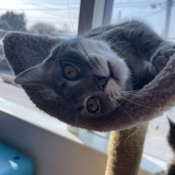 MeWowCatCafe's tweet image. When you wake up from a nap but you're not quite ready to get up  😻😽❤😽

#mewowcatcafe #catcafe #naptime #catlovers #cat #kittylove