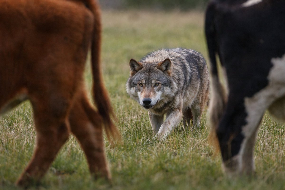 Pushback of the Week: February 22, 2026: Debbie Bacigalupi Defends Ranchers’ Rights

A week ago, Catherine was a keynote speaker at Margaret and Dan Byfield’s American Stewards of Liberty (ASL) Summit 2026, where she spoke about “The Financial Plunder of America’s Natural