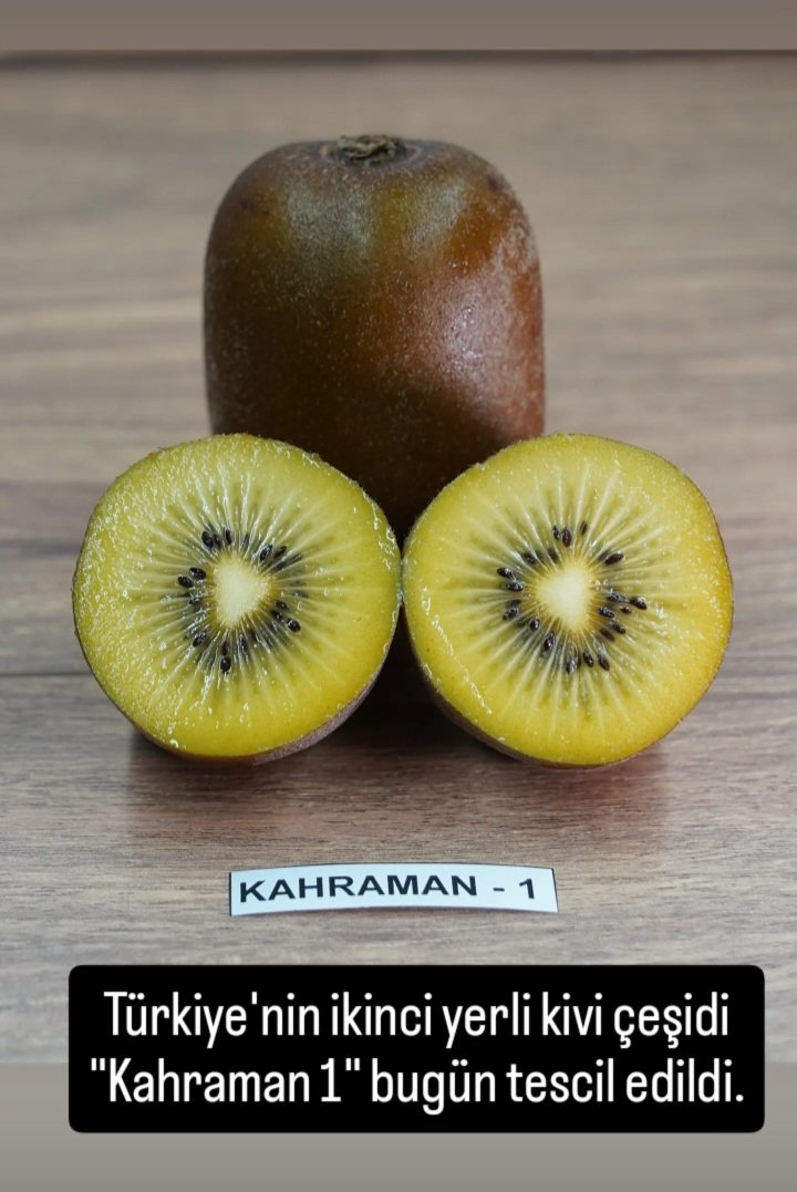 Kemal A. Kahraman tweet media