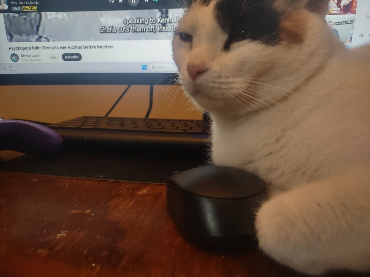 "I'm in charge, this is wut we're watching, shut up." 🐈🔪