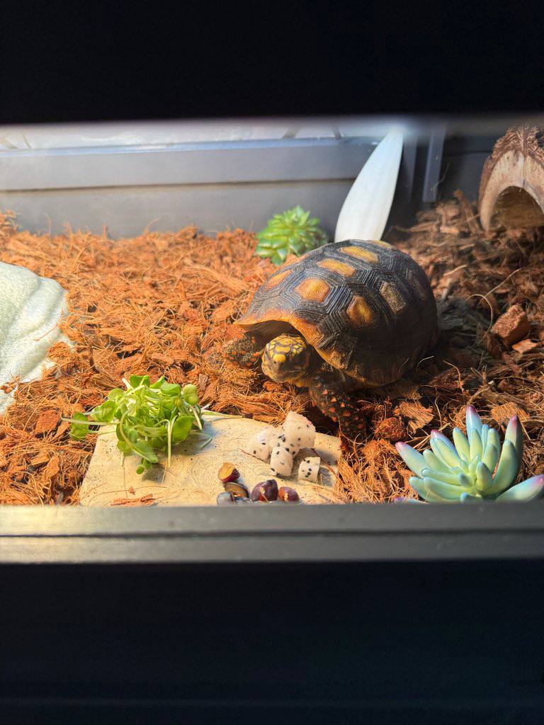 <a href="/cryptorover/">Crypto Rover</a> I'm buying every single dip on $FBC. Easy 100x from here!!!

cHJThV7zC1vcB432aCzAnSdP27xPtYRW6Trkwqwpump