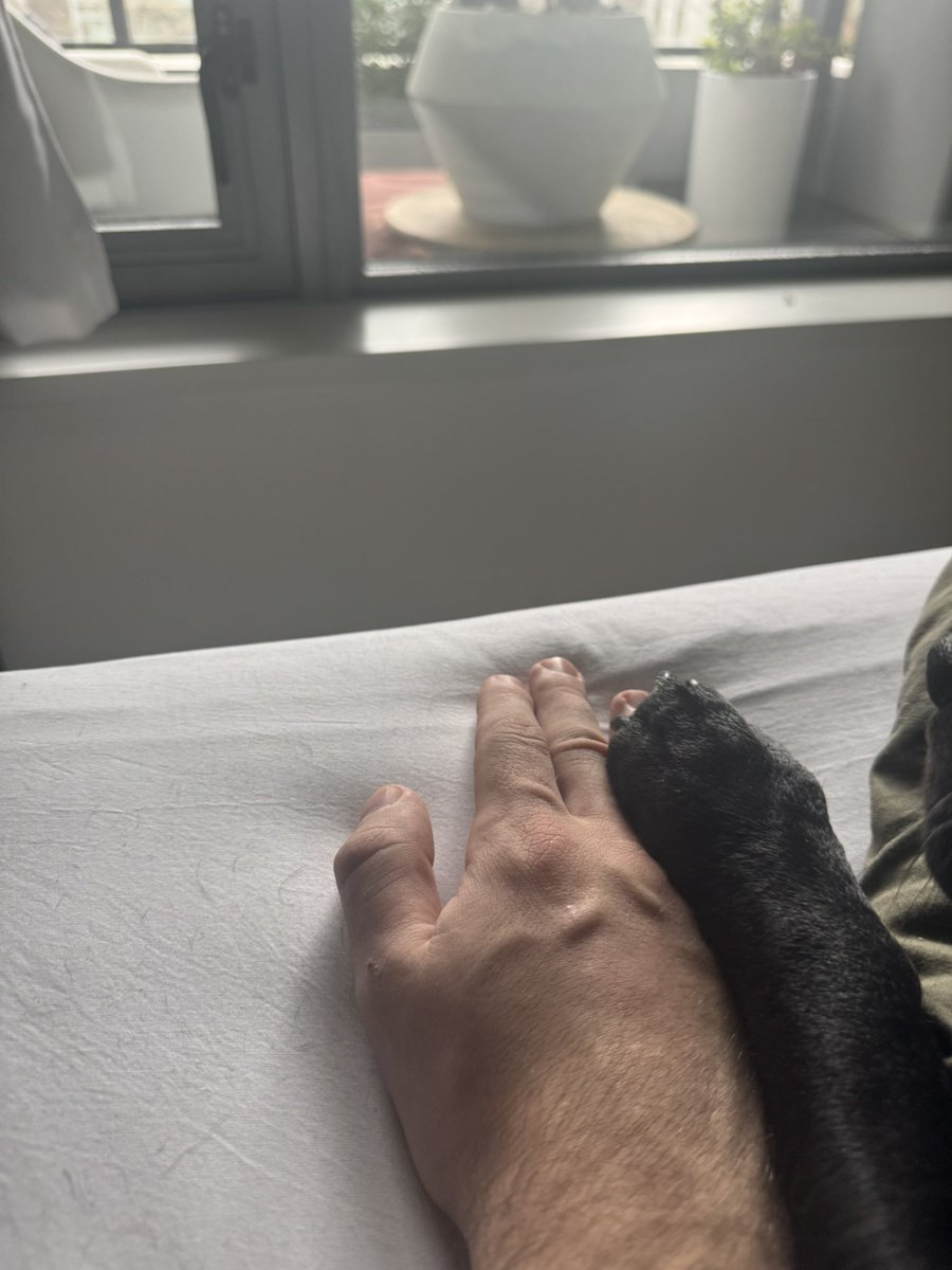 Can’t vibe code this ❤️

Yall need to go play with your dogs today.