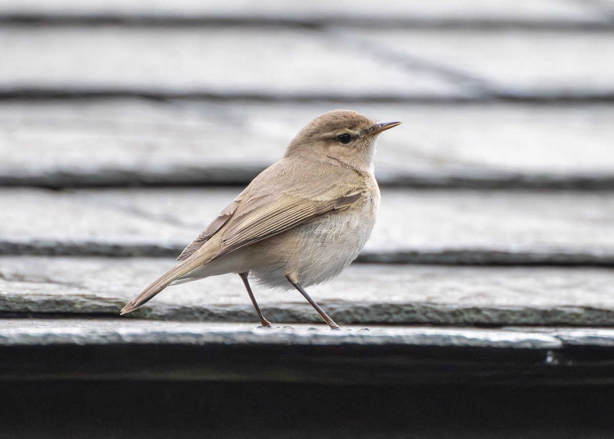 Tom Hines tweet media