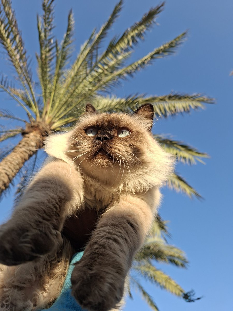 Can we get 1,000 people to reply with
I LOVE U MISHO? 🐈