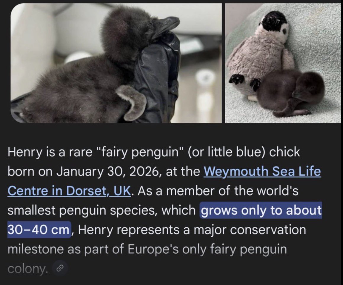 Tiniest_Penguin's tweet image. $HENRY Is the next animal mete. 

865GVDdESzXiNvygSUt7yFeJLrXDyn5UpGNfYuxfpump