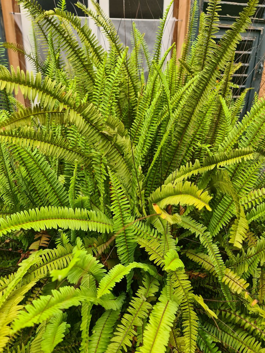 Buonanotte a tutti voi amici carissimi!
Dio vi benedica, vi protegga e vi doni Pace e Salute!
erboristeriadeifrati.it
#fratezio
#erboristeriadeifrati
#anticafarmaciasantanna