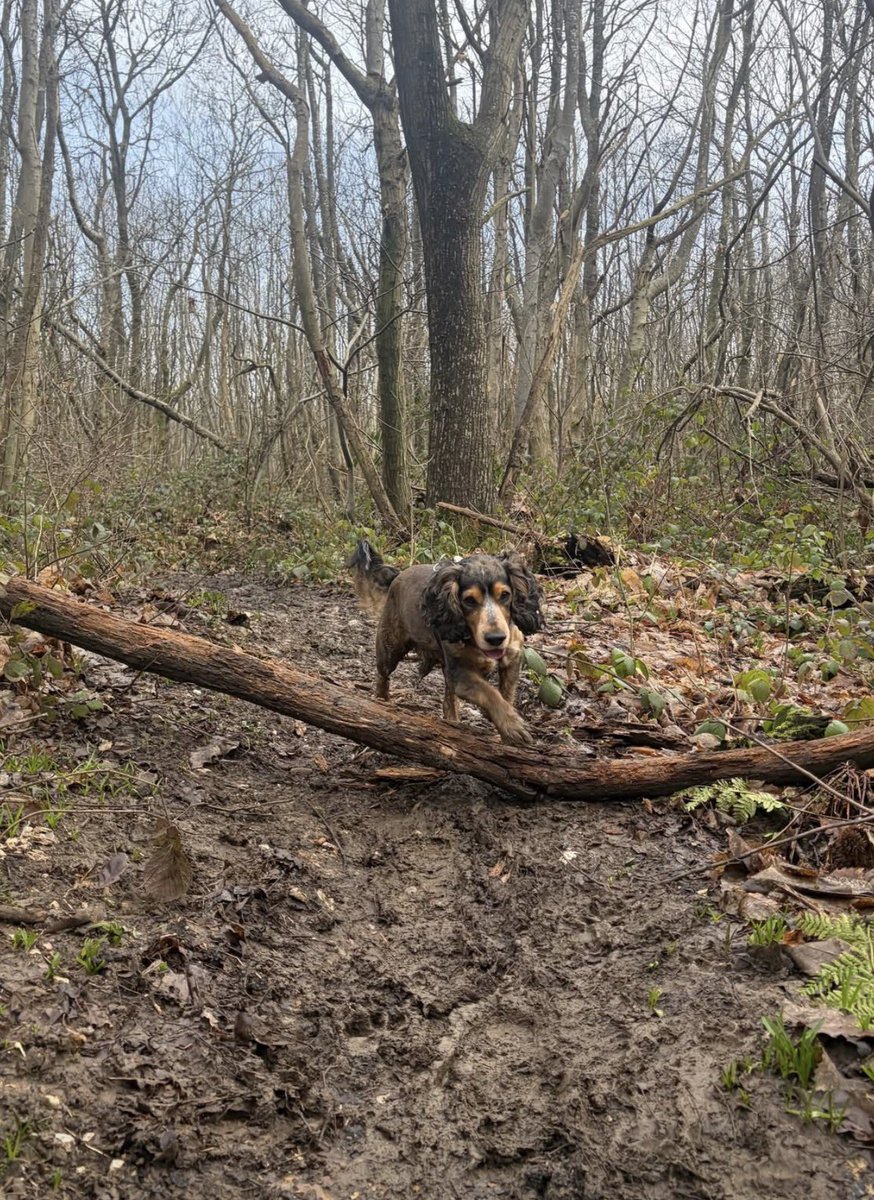 Reggie the Cocker 🐶 🐾👹 tweet media