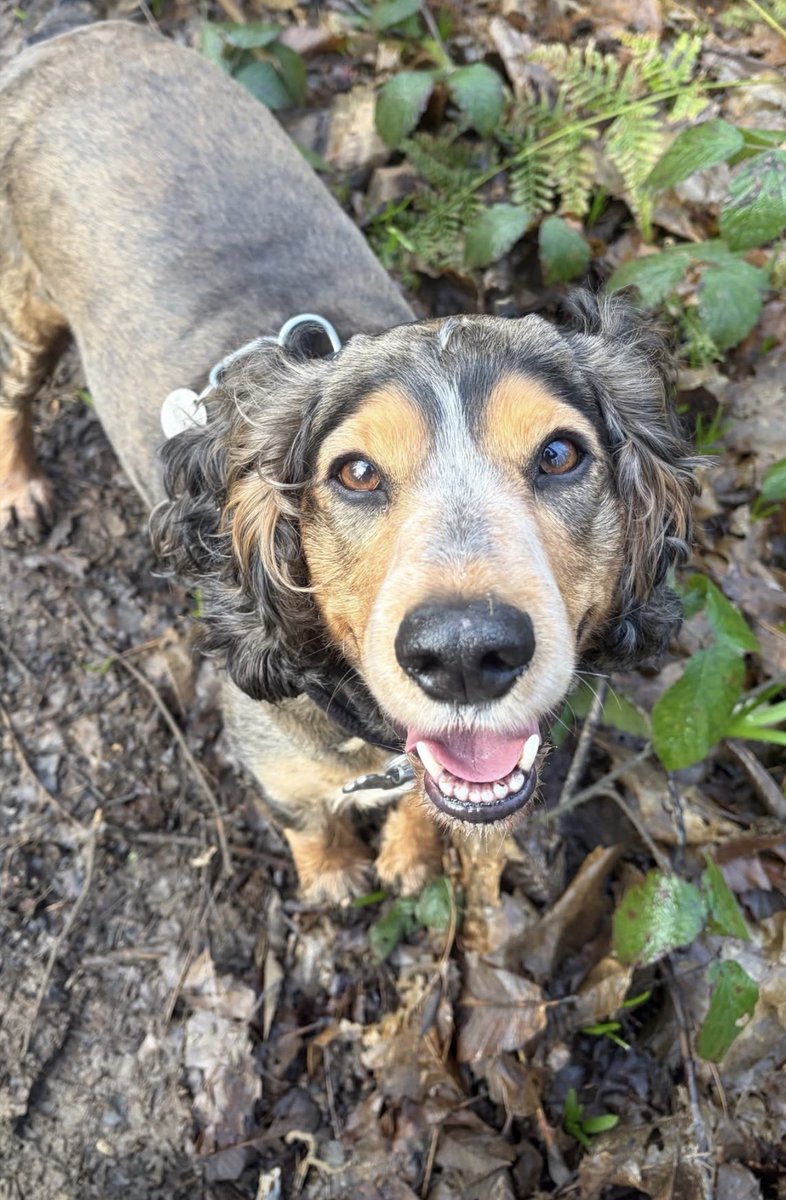 Reggie the Cocker 🐶 🐾👹 tweet media