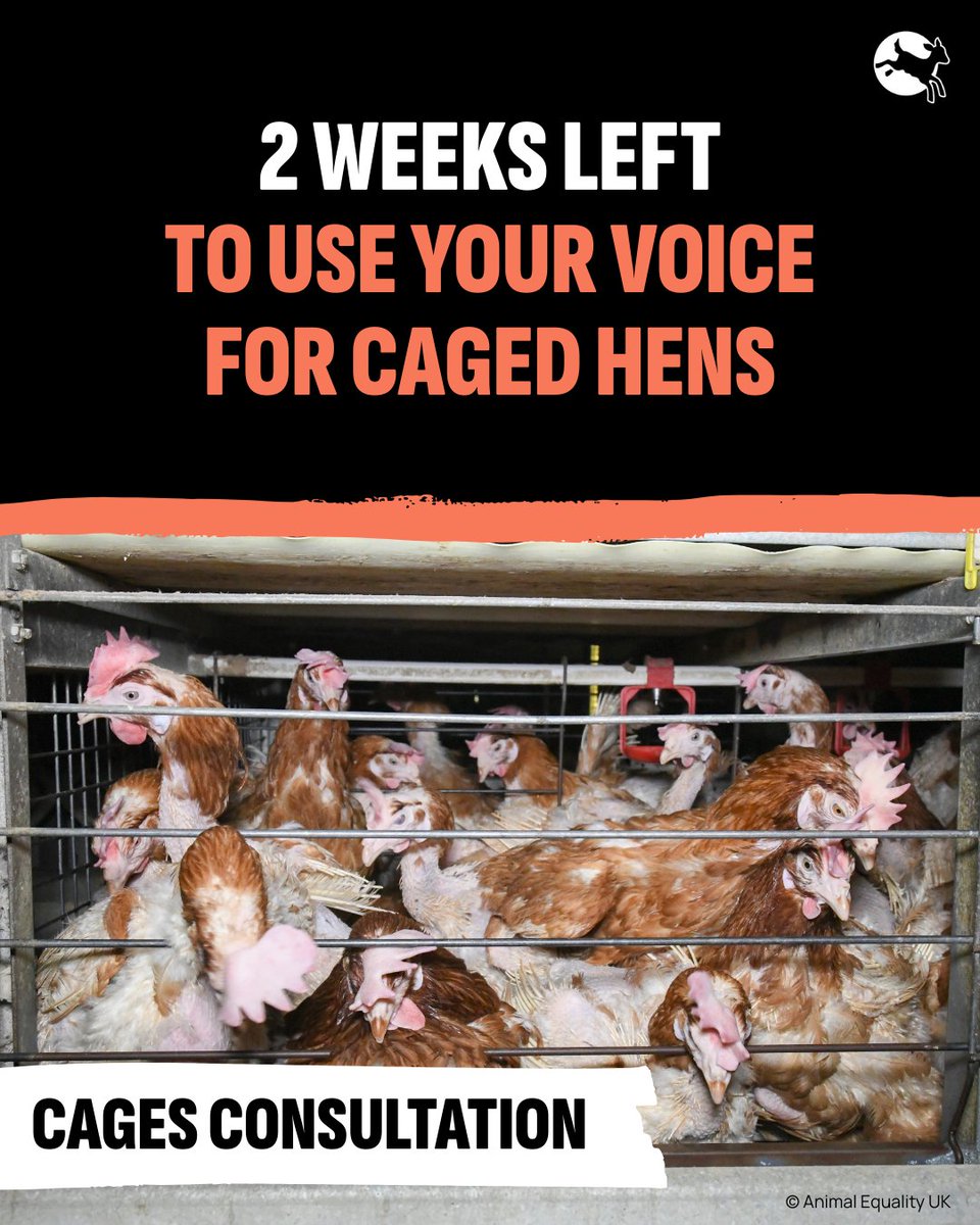 Just 3 minutes of your time could free millions of hens from cages. ACT NOW!

Use our online action to respond to the UK Gov's consultation on ending cages.

It's taken years of campaigning to reach this point. Don't waste this opportunity: bit.ly/4ccAumR

#EndTheCageAge