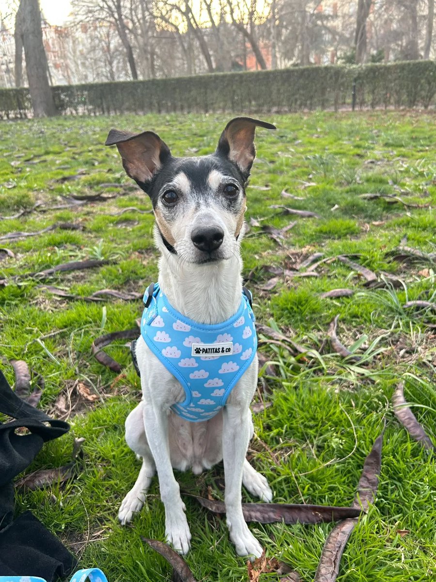 SosAbuelos1's tweet image. #MADRID
Devuelven a la abuelita #LOLA después de 12 años en un hogar porque hace sus cositas en casa...

Es una buena perrita, pero necesita una familia que le dé tiempo y paciencia para que aprenda a hacer sus necesidades en la calle.

En los paseos va a su aire, no hace caso a