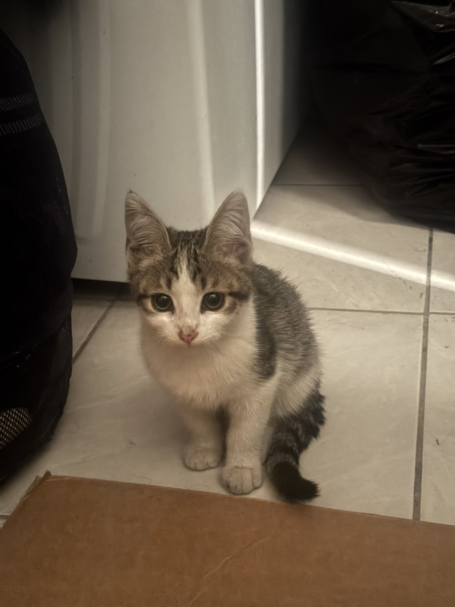 tsukideko's tweet photo. i got a new cat ❤️ his name is heavy fire knights greatsword +25 https://t.co/ELbPOGBqZS
