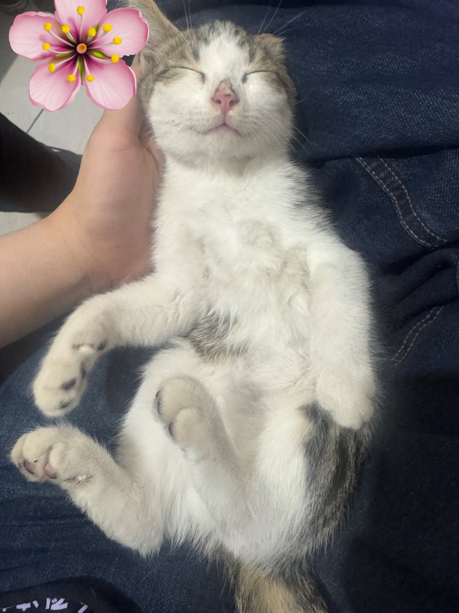 i got a new cat ❤️ his name is heavy fire knights greatsword +25