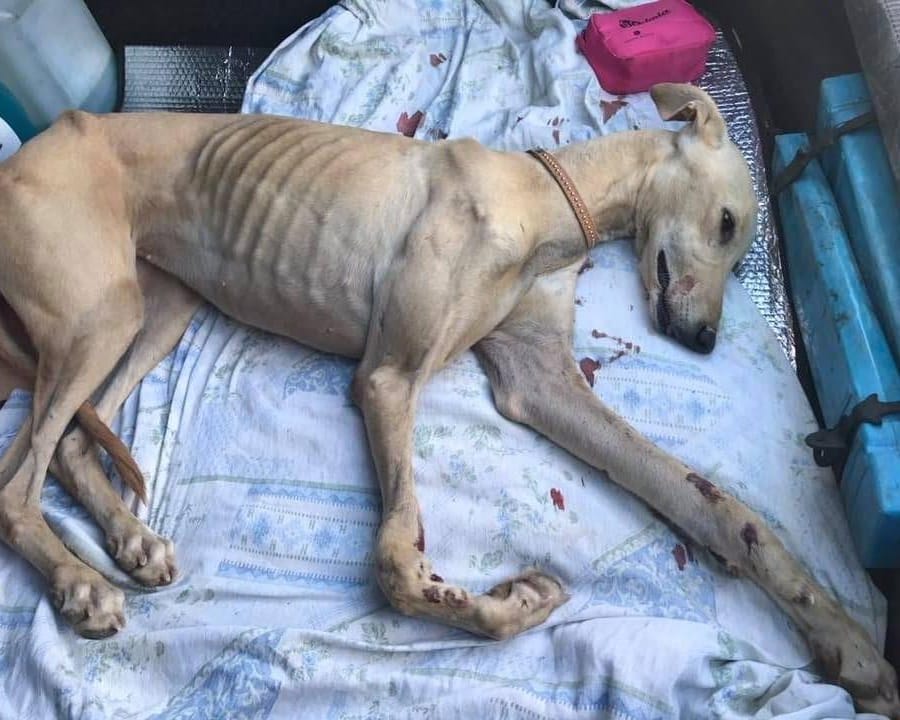 Pablitiko tweet media