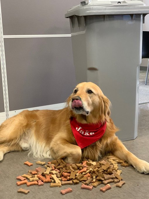 Jakeconnorcrew's tweet photo. When you're looking for any reason to spoil the "CEO"... #NationalDogBiscuitDay #JCCJake🐾#BestCEOever #CelebrateEveryday https://t.co/Y2Y9DflBoX
