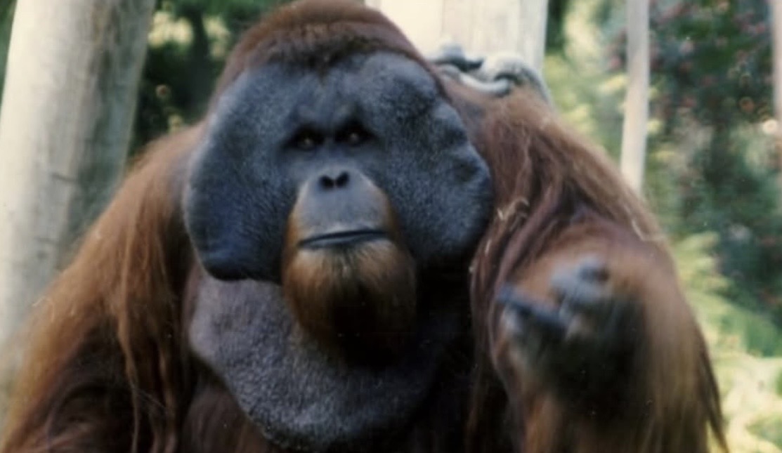 Historic Vids tweet media