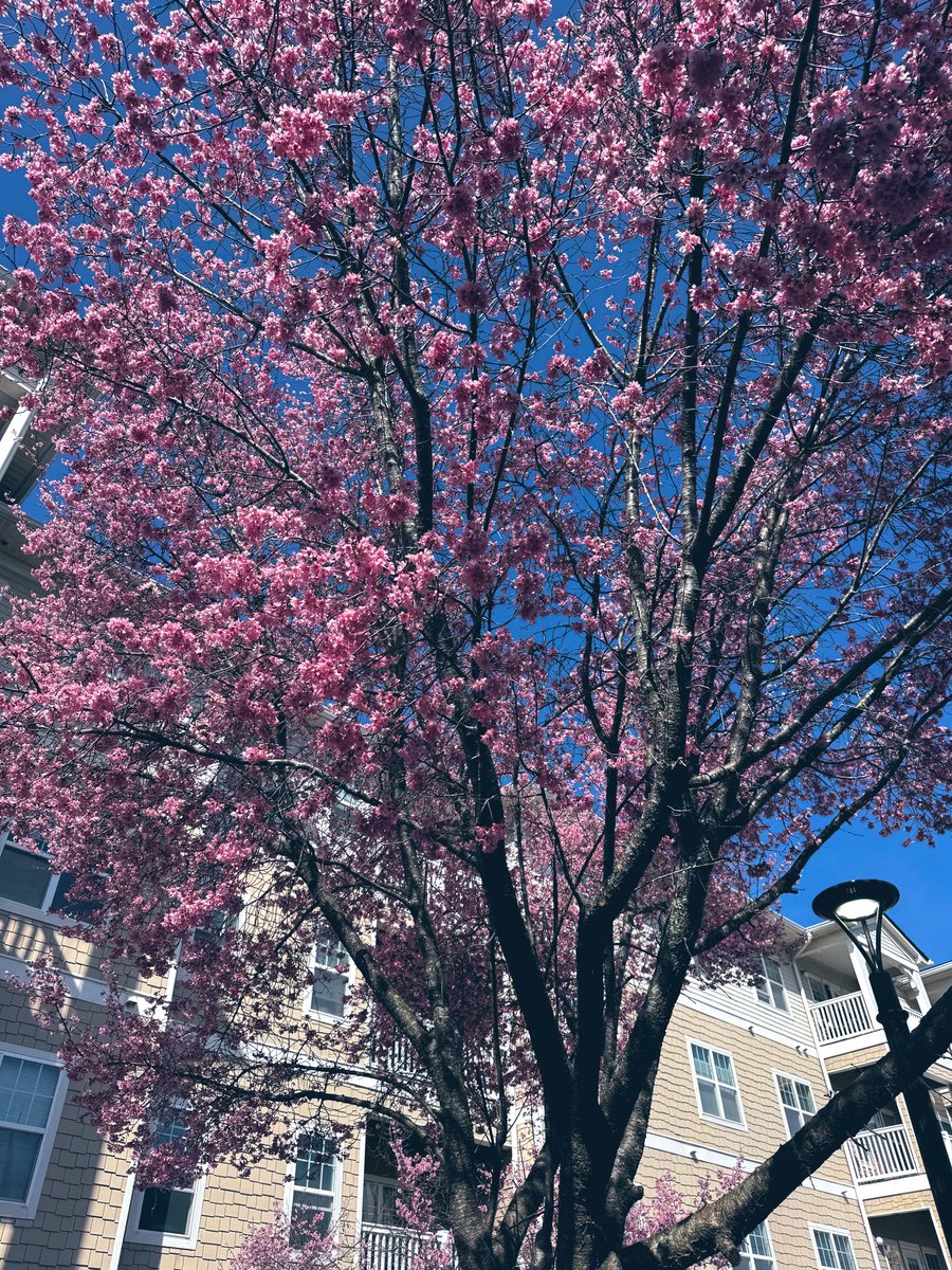 The Lodge at BridgeMill tweet media