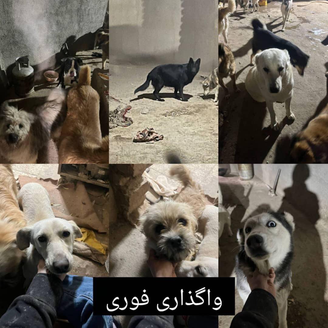 داخل یه پناهگاه از سگ‌ها و تعدادی گربه نگهداری می‌شده. الان برای مالک این پناهگاه مشکل پیش اومده و خیلی فوری باید سگ‌ها واگذار بشن. می‌دونم الان زمان خوبی نیست اما لطفا دست به دست کنین توی این شرایط حتی اگه دو تا هم واگذار بشن کمک بزرگیه.
#واگذاری
#واگذاری_سگ_گربه 
#ریتوییت