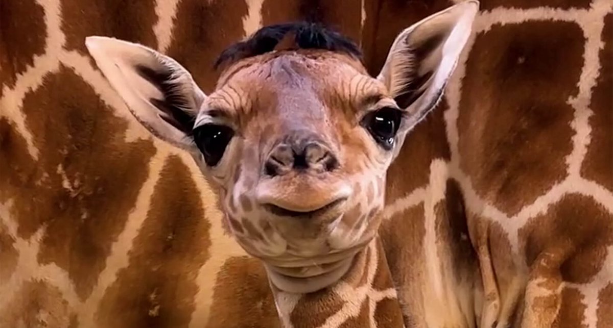 PlantDaddyRick's tweet photo. $Eugene, Born at the Toledo Zoo on January 17th, is a cute baby giraffe with the most ridiculous hair the internet has ever seen. 

Once CTO is approved and creator fees are redirected, we will be directing fees toward adopting and providing necessities to Eugene through the Toledo zoo's sponsorship program. 

FHVnDUfMwkipvnBDpJMoiP4mvnnMVmsCWqAMYGBapump