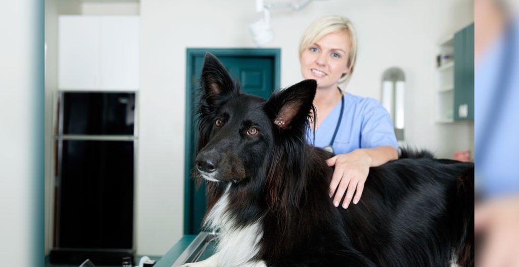 Fleming College is launching a new Veterinary Technician program to help address Ontario’s shortage of trained veterinary professionals. Learn what students can expect from the accelerated model. veterinarypracticenews.ca/fleming-colleg…