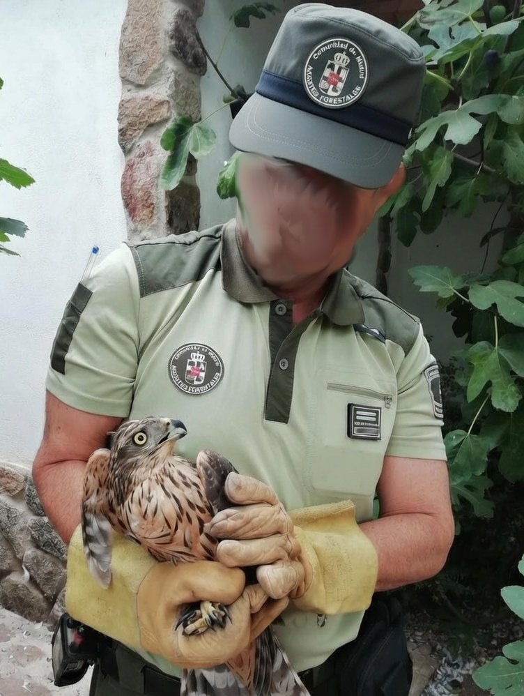 Los #AgentesForestalesCM 👮‍♂️🚔🦅 tenemos encomendado por nuestra Ley de fundación la policía, custodia y vigilancia de todos los bienes forestales, cinegéticos, pesca, espacios protegidos, biodiversidad, vías pecuarias...

Si ves fauna herida, llama 112 ☎️
#PoliciaMedioambiental