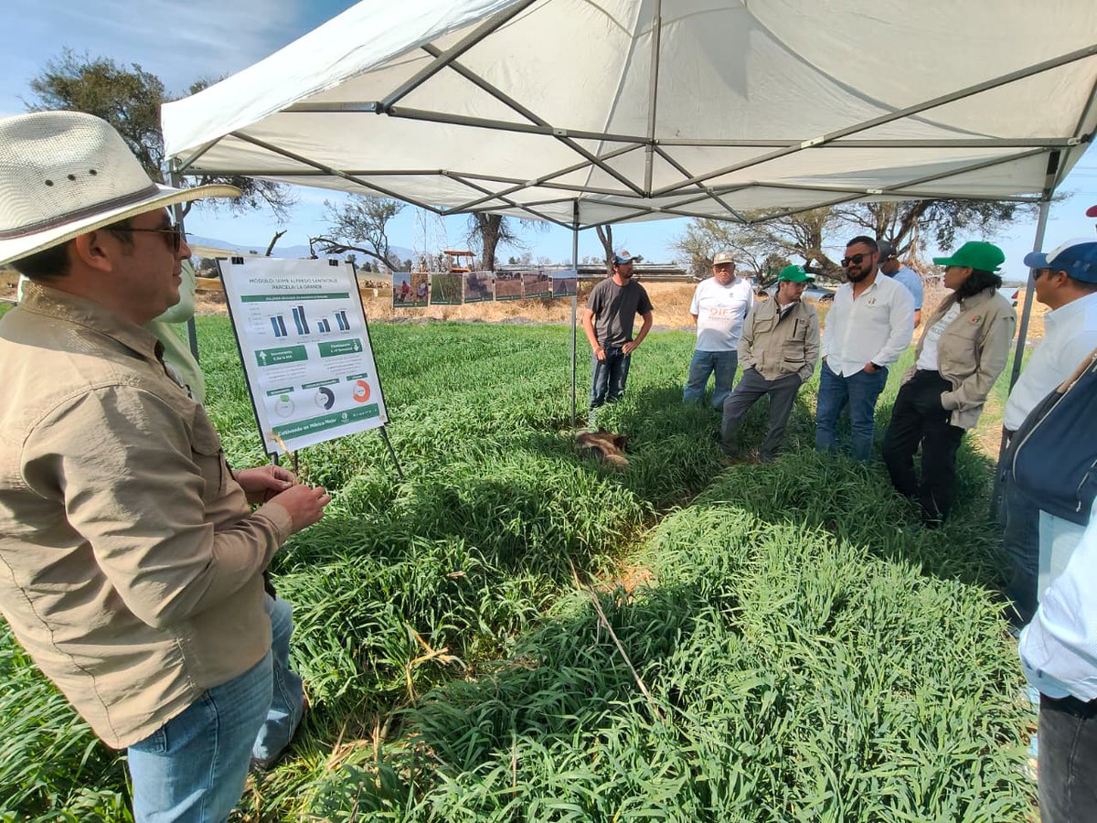🌱🚜 Con <a href="/Heineken_MX/">Heineken MX</a>  recorrimos parcelas de cebada que ya aplican prácticas regenerativas: mejor uso del agua, suelos sanos y cultivos más productivos.

La innovación construida desde lo local transforma el campo.

#CIMMYT #CebadaSustentable #AgriculturaRegenerativa