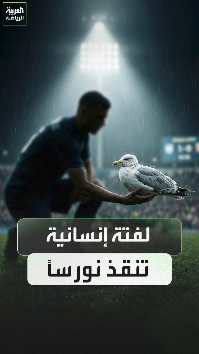 أكثر من مجرد لعبة لقطة إنسانية أعادت نورسًا للحياة 