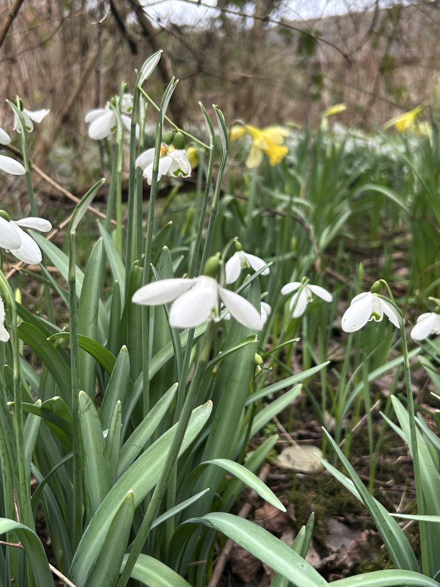 ThreadofGold1's tweet image. Happy #SmallBeautiesHour everyone. Here is a mossy tree and some encouraging signs of spring, seen on our dog walk, earlier today #BecauseOfClem #ThreadOfGold💛