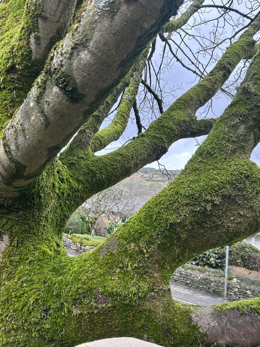 ThreadofGold1's tweet image. Happy #SmallBeautiesHour everyone. Here is a mossy tree and some encouraging signs of spring, seen on our dog walk, earlier today #BecauseOfClem #ThreadOfGold💛