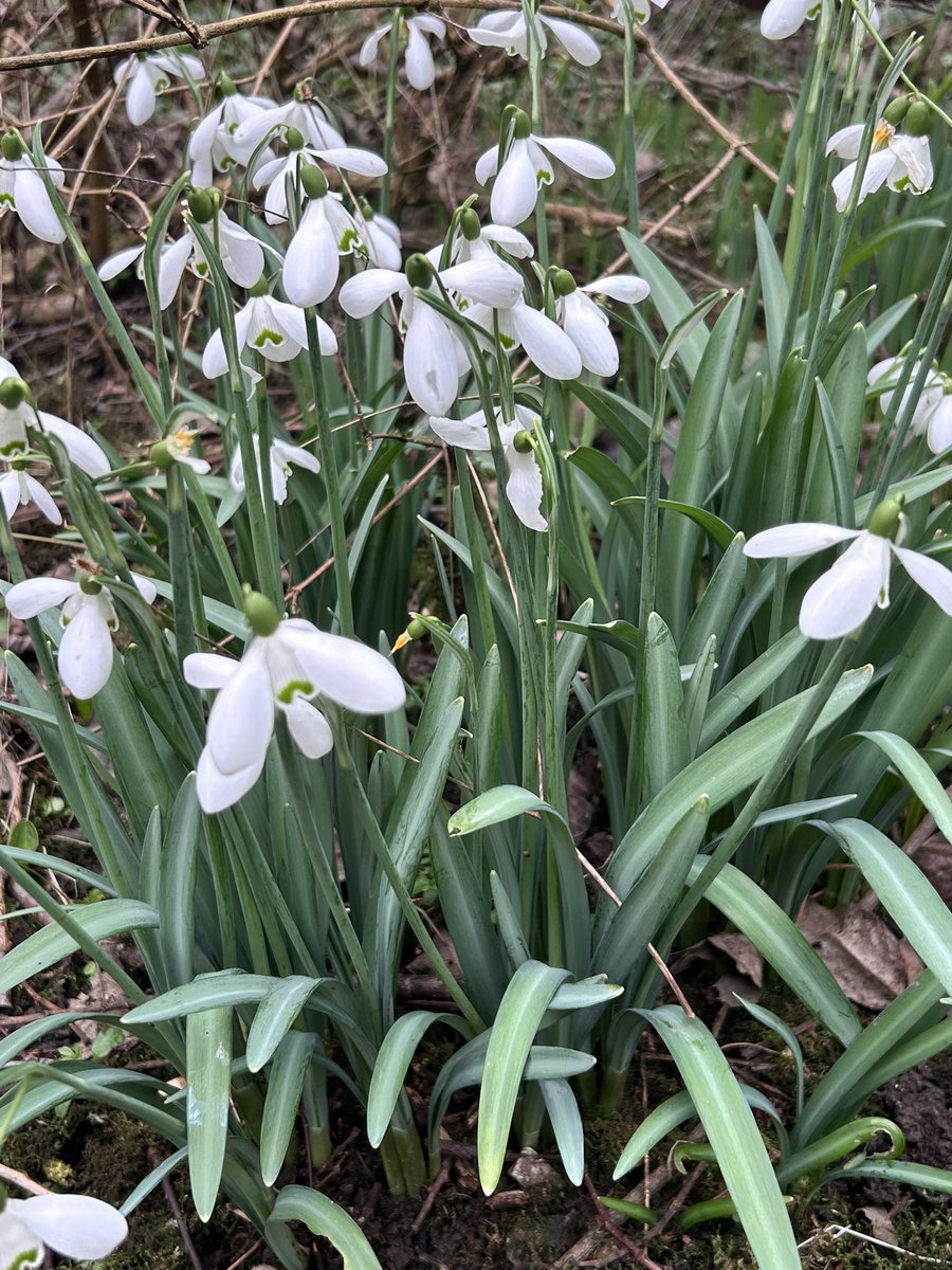 ThreadofGold1's tweet image. Happy #SmallBeautiesHour everyone. Here is a mossy tree and some encouraging signs of spring, seen on our dog walk, earlier today #BecauseOfClem #ThreadOfGold💛