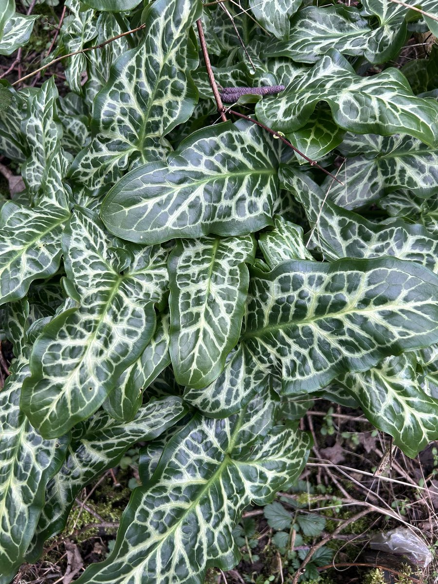 ThreadofGold1's tweet image. Happy #SmallBeautiesHour everyone. Here is a mossy tree and some encouraging signs of spring, seen on our dog walk, earlier today #BecauseOfClem #ThreadOfGold💛