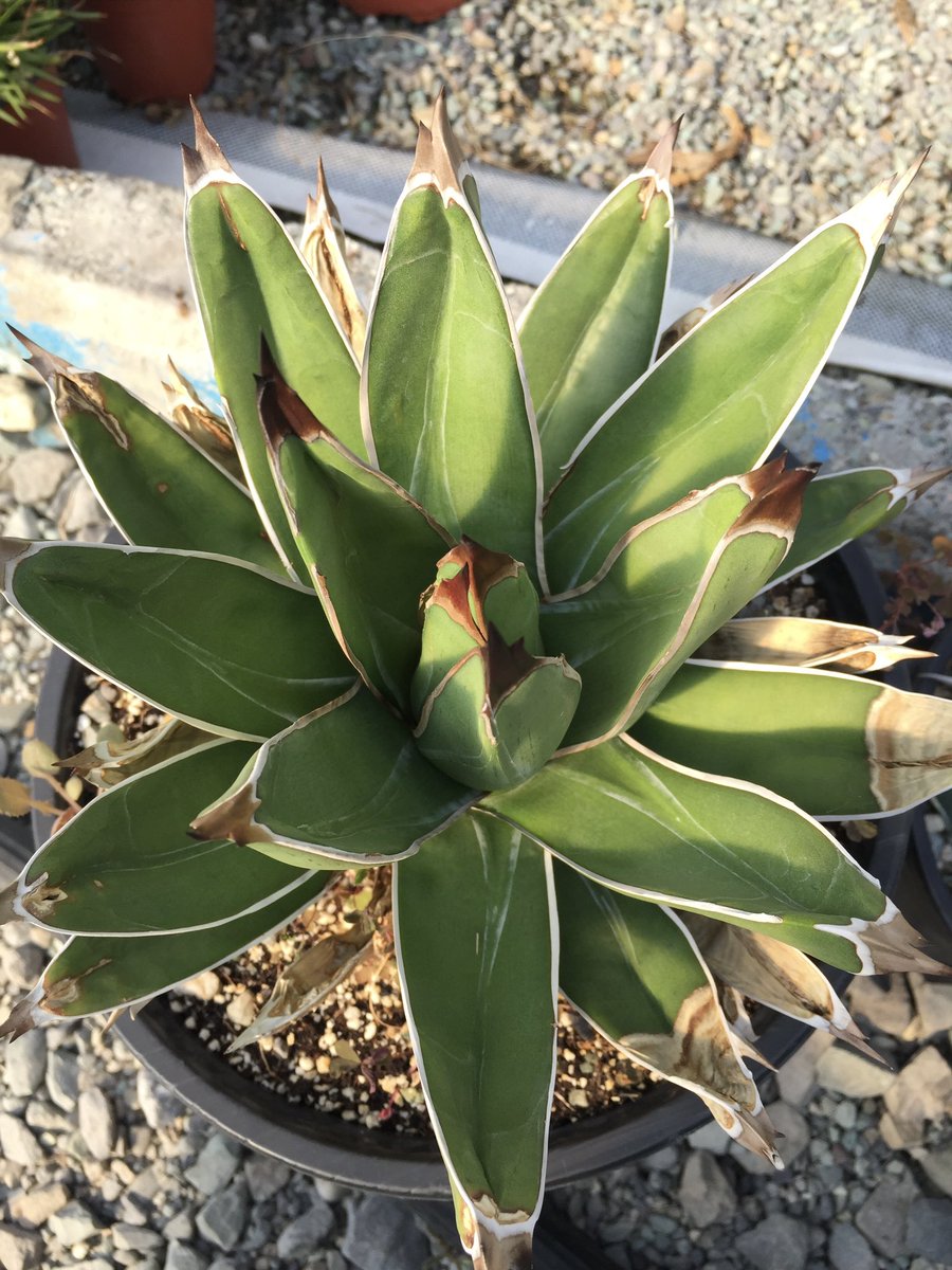 nader1300salehi's tweet image. Agave Ferdinandi-Regis - Agave Nickelsiae
