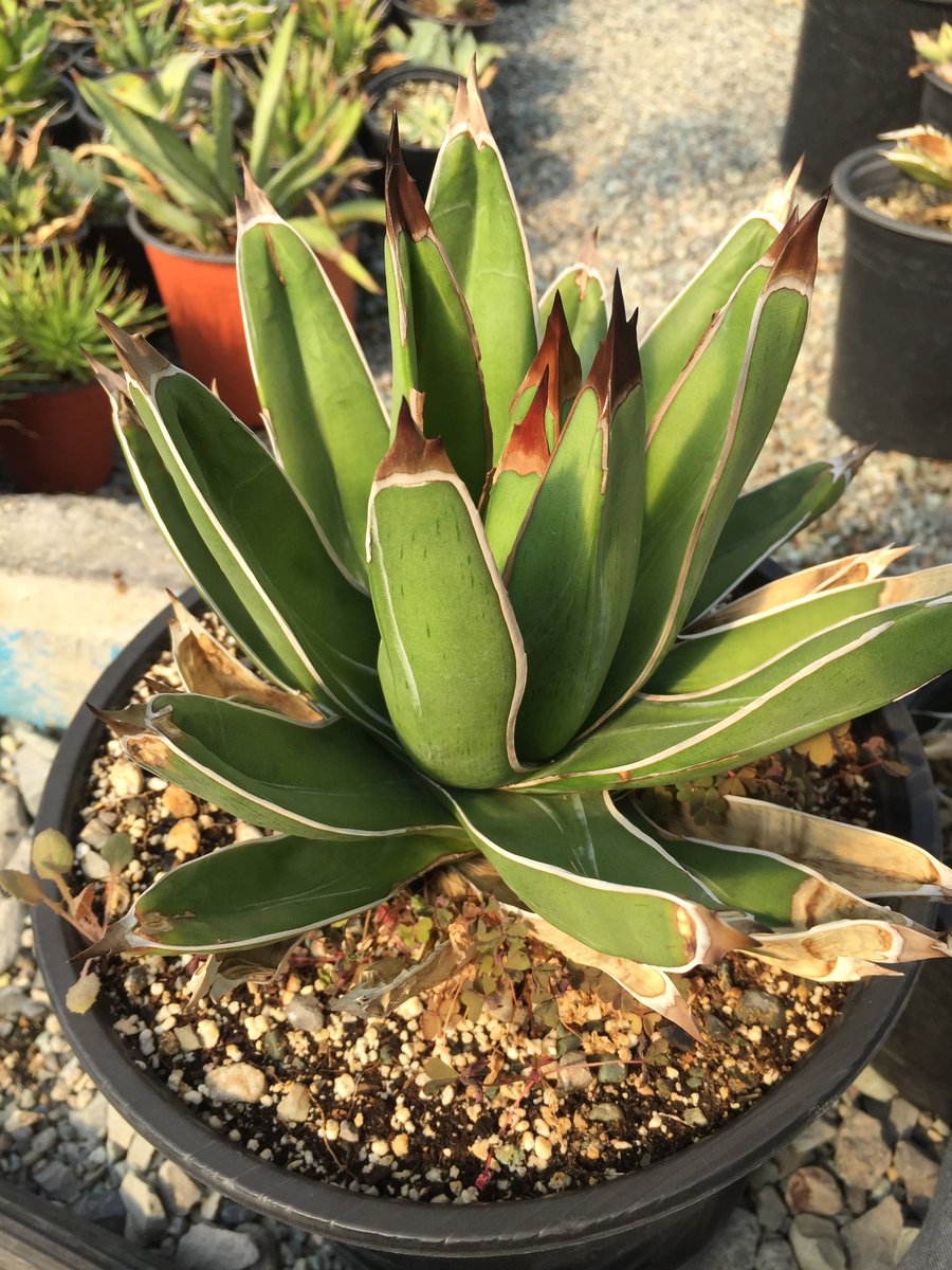 nader1300salehi's tweet image. Agave Ferdinandi-Regis - Agave Nickelsiae