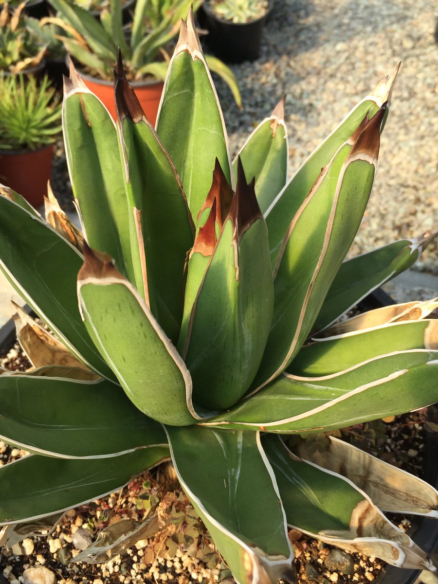 nader1300salehi's tweet image. Agave Ferdinandi-Regis - Agave Nickelsiae
