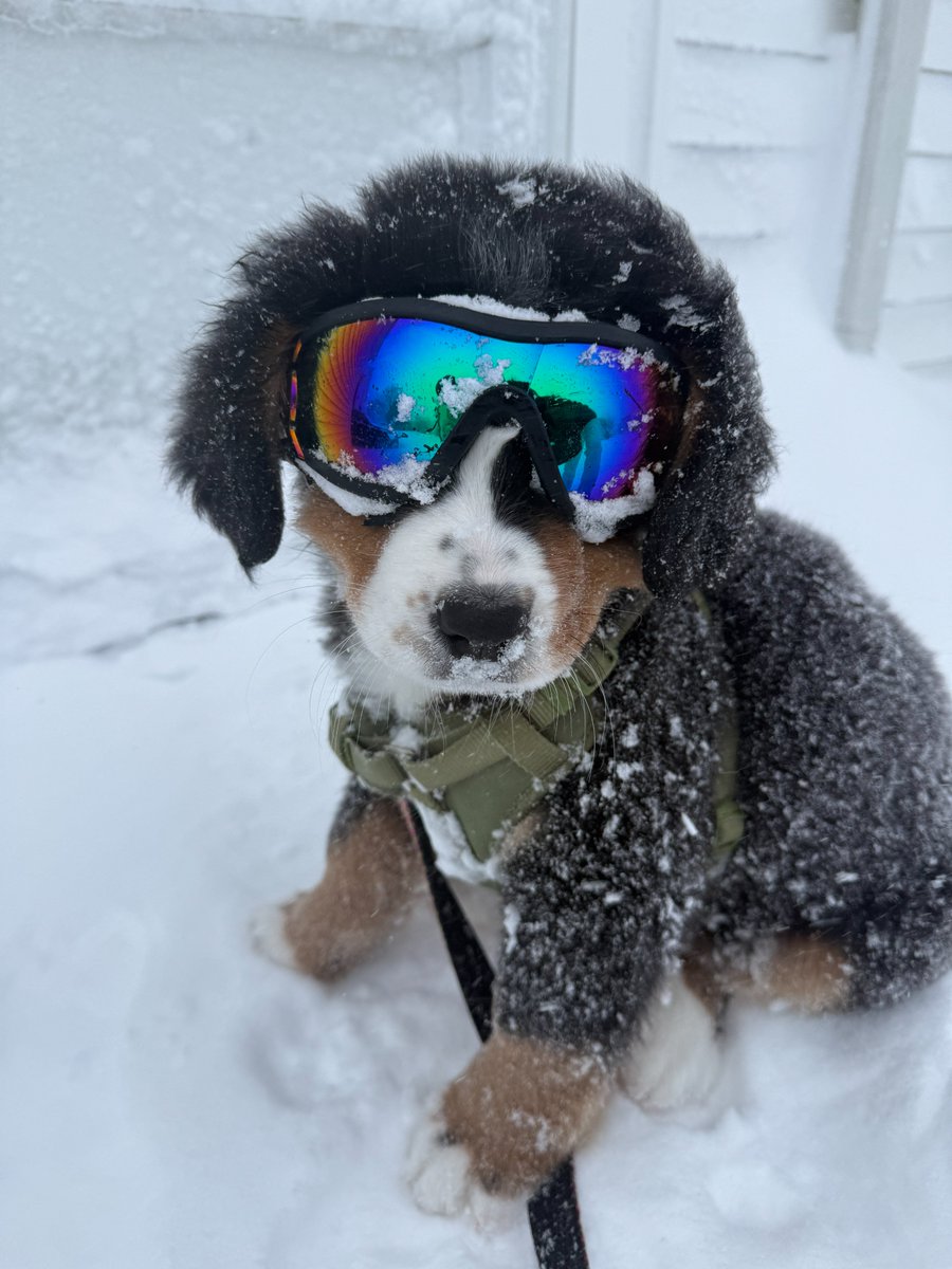 Despite the blizzard, Gary, a ten-week-old Bernese Mountain dog, still completed his potty-training program for the day.

💙