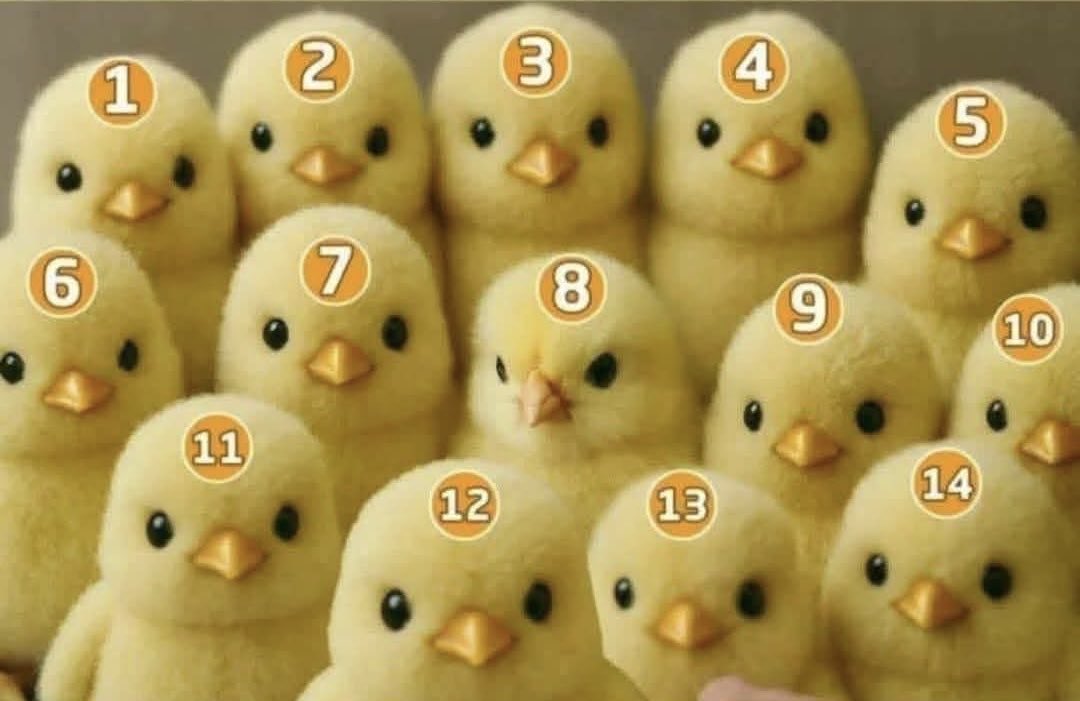 Qual desses pintinhos é o Real?