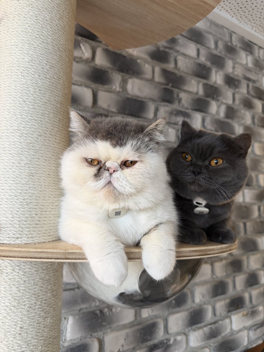 pochacho tweet media