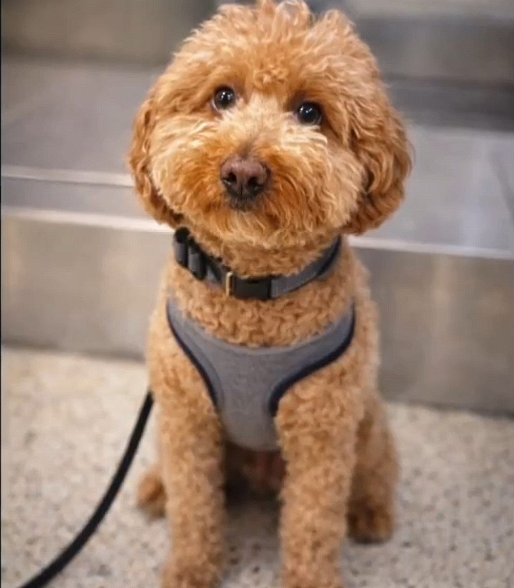 El perro que se volvió viral tras ser abandonado por su dueña en el aeropuerto de Las Vegas fue adoptado por un policía que acudió a su rescate.