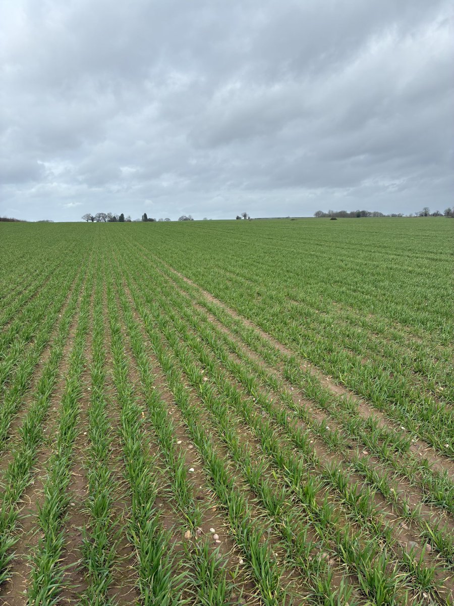 Daniel lievesley tweet media