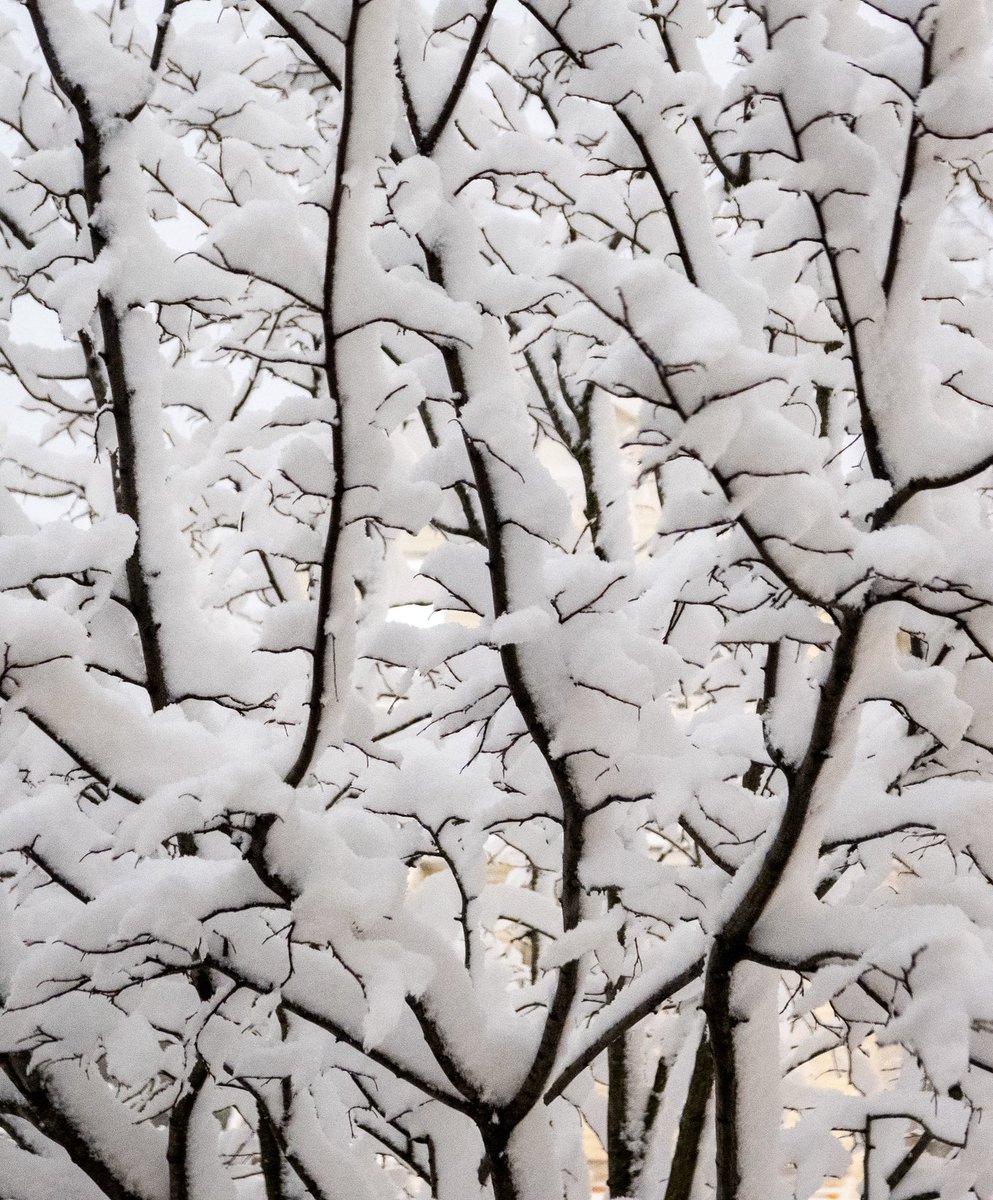 Snow and branches