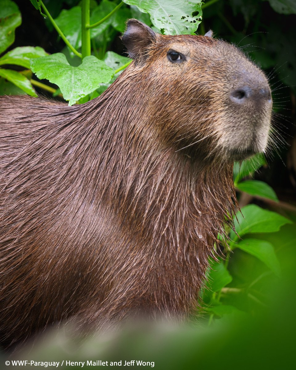 Descubre WWF tweet media