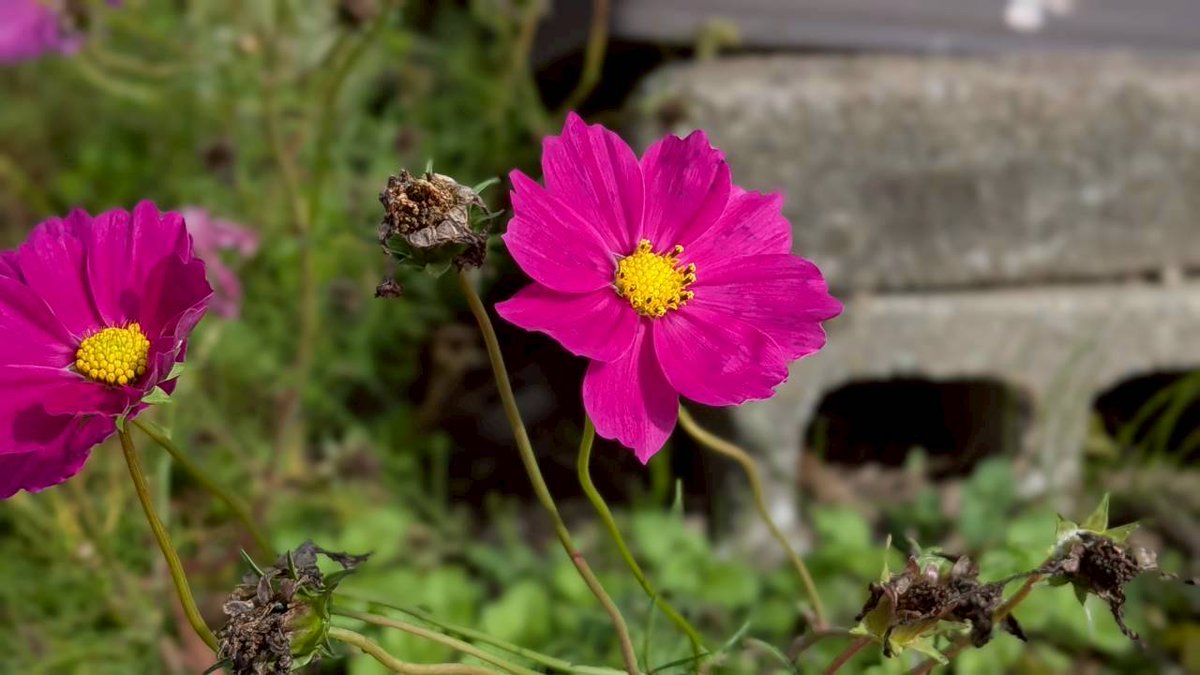 阿部博明 tweet media