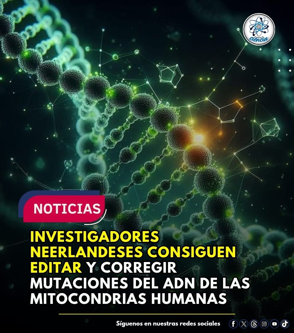Científicos han conseguido corregir mutaciones en el ADN de las mitocondrias gracias a una herramienta de edición genética. Hasta el momento, solo se podía hacer algunas modificaciones en el núcleo de algunas células.

Un nuevo paso dentro de la genética ha tenido lugar. Y es
