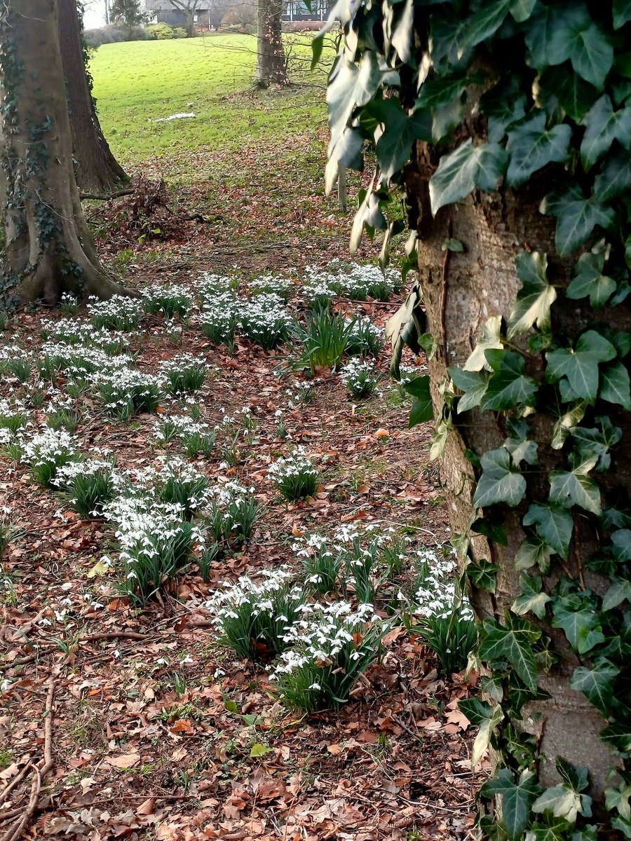 DrHannahGraham's tweet image. So many snowdrops across our campus @StirUni #HelloSpring