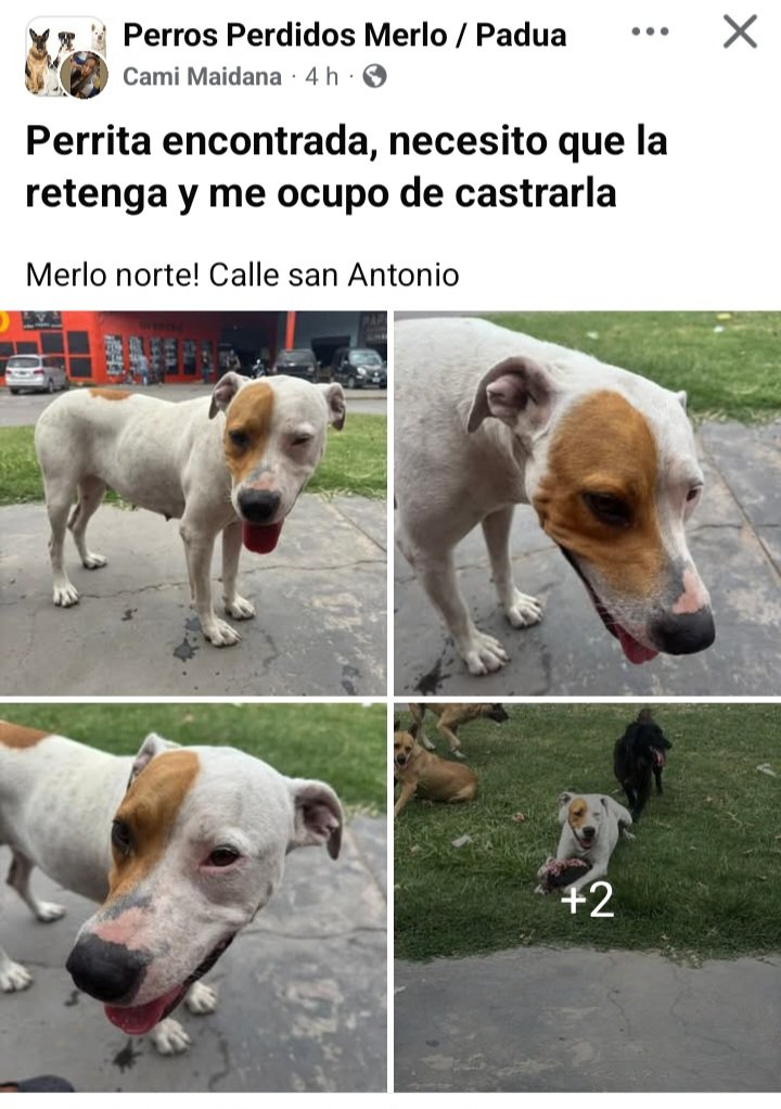 Perros de Merlo (@perrosdemerlo) on Twitter photo 