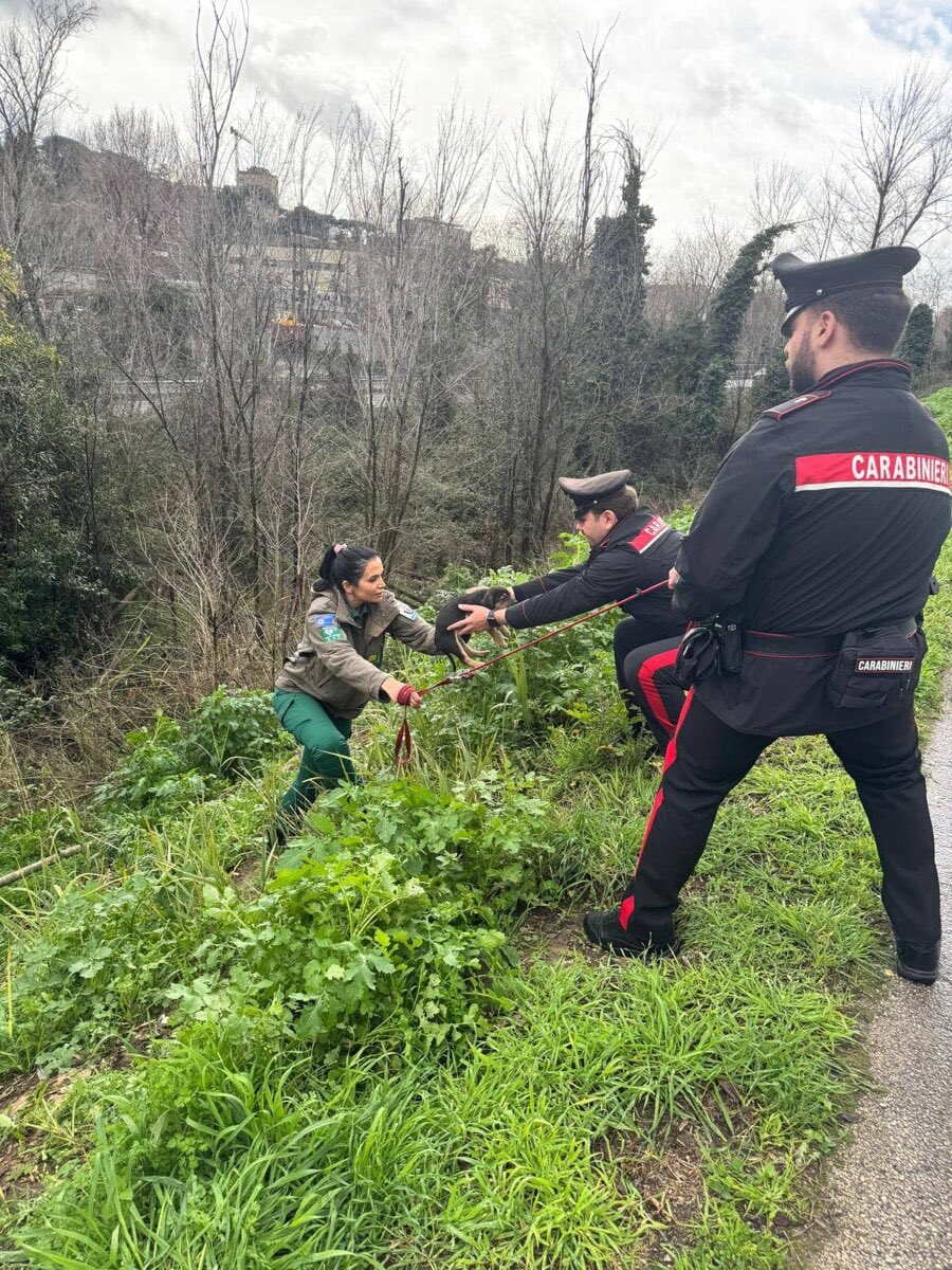 Legata con una catena al palo a guardia dell'insediamento abusivo, le avevano tolto i cuccioli romatoday.it/cronaca/cane-m… -Dopo aver recuperato i cani nella vegetazione le guardie ambientali e i@_Carabinieri_ hanno salvato anche la mamma e l'hanno affidata al canile della Muratella